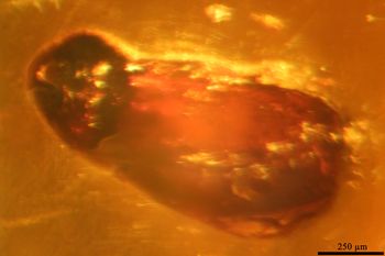 Media type: image;   Entomology PALE-27771